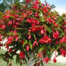 30 Seeds Begonia Santa Cruz Sunset Trailing Begonia Fresh Seeds