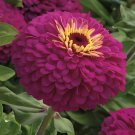 100 Seeds Classic Zinnia Elegans Flower Fresh Seeds