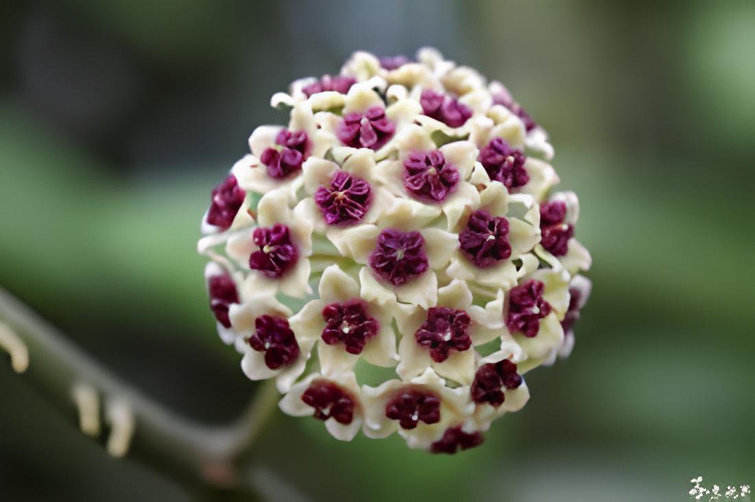20 Seeds Hoya Kerrii Flower Fresh Seeds