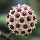 20 Seeds Hoya Kerrii Flower Fresh Seeds