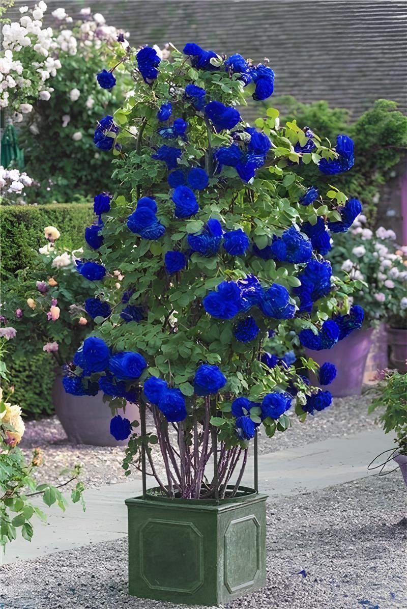 100 Seeds Blue Climbing Rose Fresh Seeds
