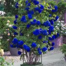 100 Seeds Blue Climbing Rose Fresh Seeds