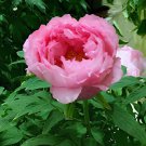 20 Seeds Chinese Peony Fresh Seeds