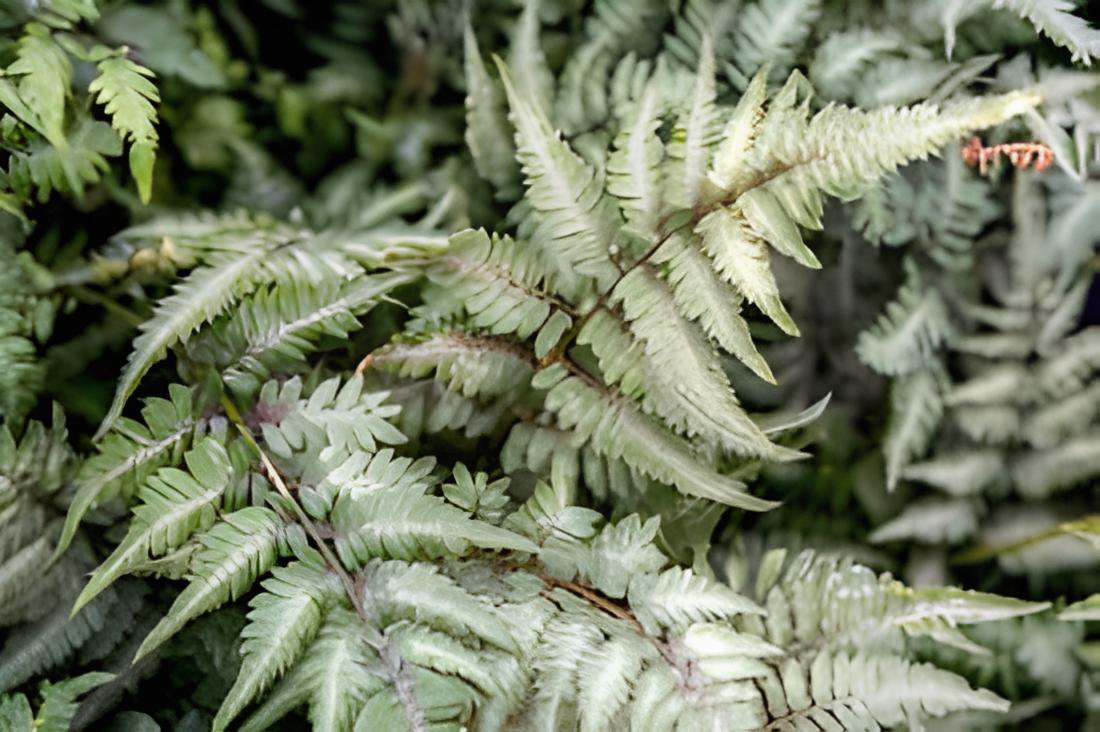 200 Seeds Japanese Painted Fern Fresh Seeds