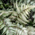 200 Seeds Japanese Painted Fern Fresh Seeds