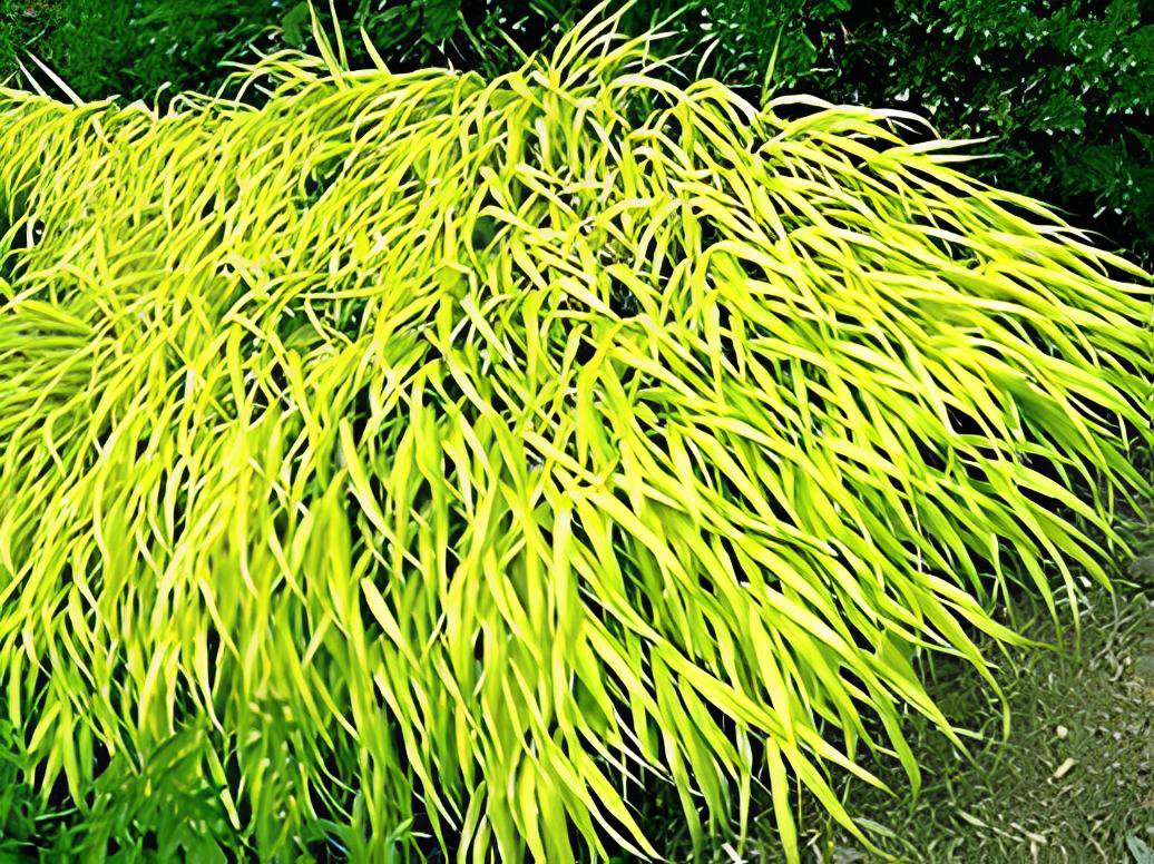 60 Seeds All Gold Japanese Forest Grass Fresh Seeds