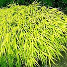 60 Seeds All Gold Japanese Forest Grass Fresh Seeds