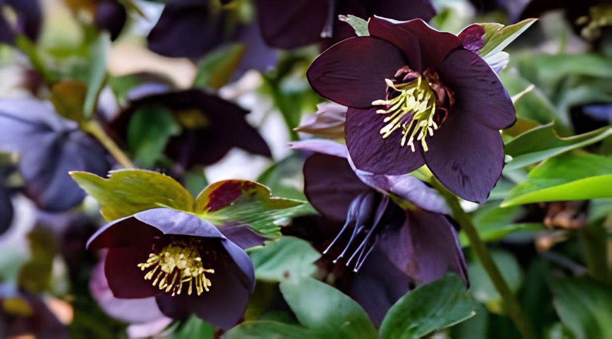 20 Seeds Black Hellebore Flower Fresh Seeds