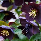 20 Seeds Black Hellebore Flower Fresh Seeds