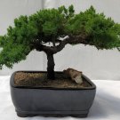 100 Seeds Japanese Five Needle Pine Fresh Seeds