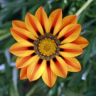 40 Seeds Orange Gazania Flower Fresh Seeds