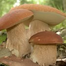100 Seeds Delicious Mushroom Bonsai Organic Fresh Seeds
