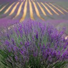 200 Seeds French Provence Lavender Bonsai Purple Flower Fresh Seeds