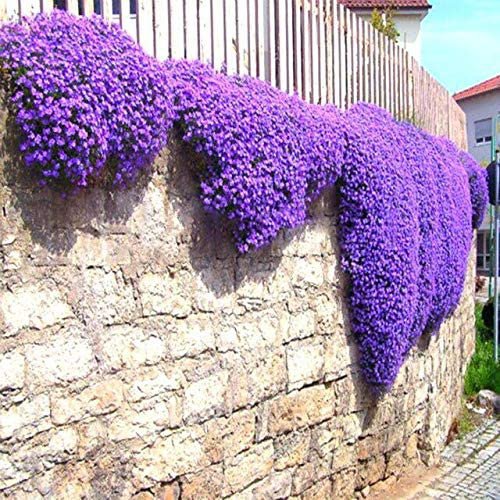 400 Seeds Purple Ground Cover Rock Cress Fresh Seeds