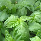 40 Seeds Italian Large Leaf Basil Fresh Seeds