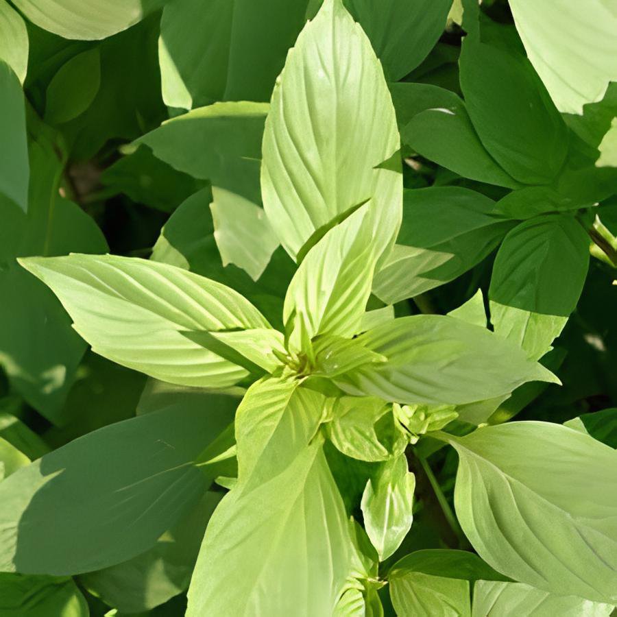 40 Seeds Heirloom Lemon Basil (Ocimum Basilicum citriodorum) Fresh Seeds