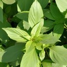 40 Seeds Heirloom Lemon Basil (Ocimum Basilicum citriodorum) Fresh Seeds