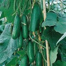100 Seeds Dark Green Little Cucumber Hybrid F1 Fresh Seeds