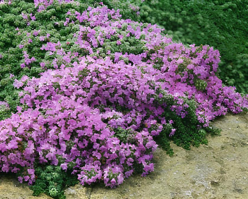 400 Seeds Rock Cress Creeping Thyme Bonsai Multi-Color Fresh Seeds