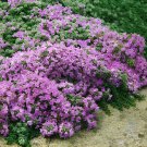 400 Seeds Rock Cress Creeping Thyme Bonsai Multi-Color Fresh Seeds