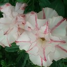 4 Seeds Bright White Adenium with light pink stripe Desert Rose Flower Fresh Seeds