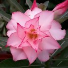 4 Seeds Light Pink Adenium Perennial Garden Fresh Seeds