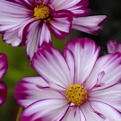 100 Seeds Cosmos Bipinnatus Fizzy Rose Picotee Flower Fresh Seeds
