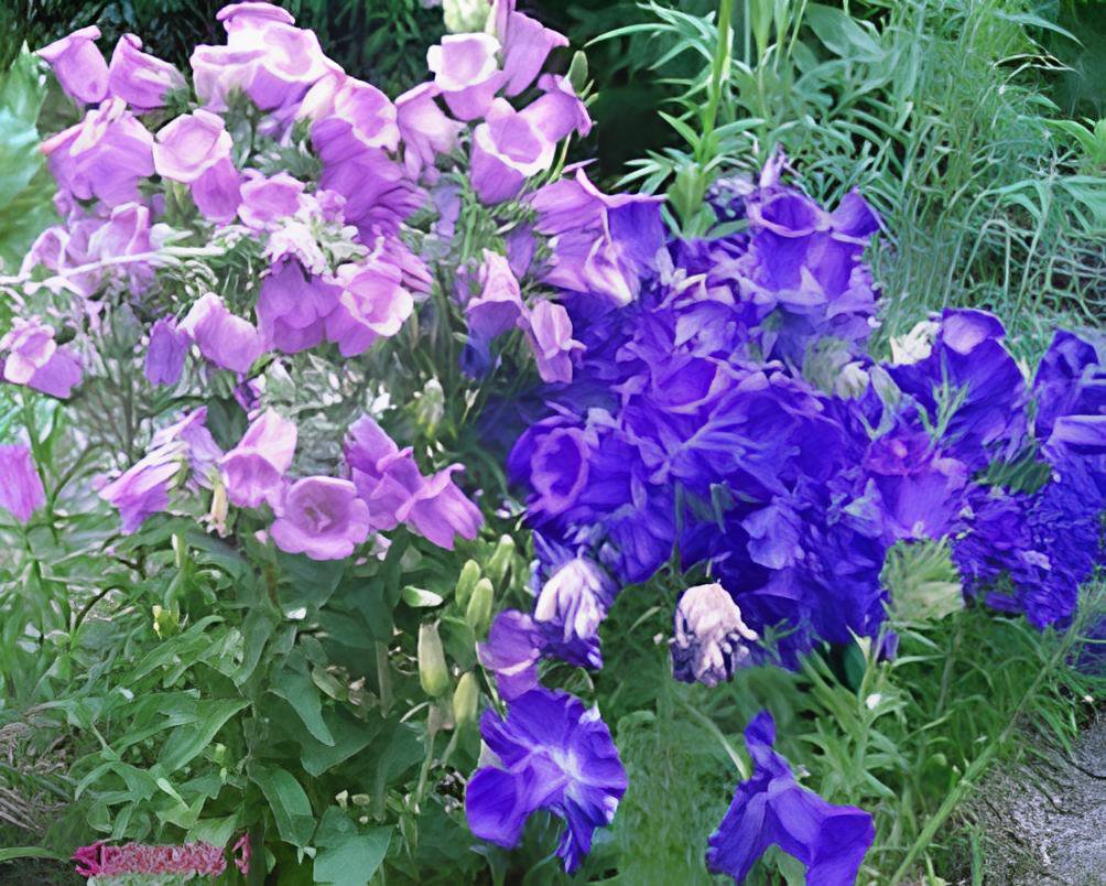 100 Seeds Canterbury Bells Mixed Perennial Flower Fresh Seeds