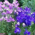 100 Seeds Canterbury Bells Mixed Perennial Flower Fresh Seeds