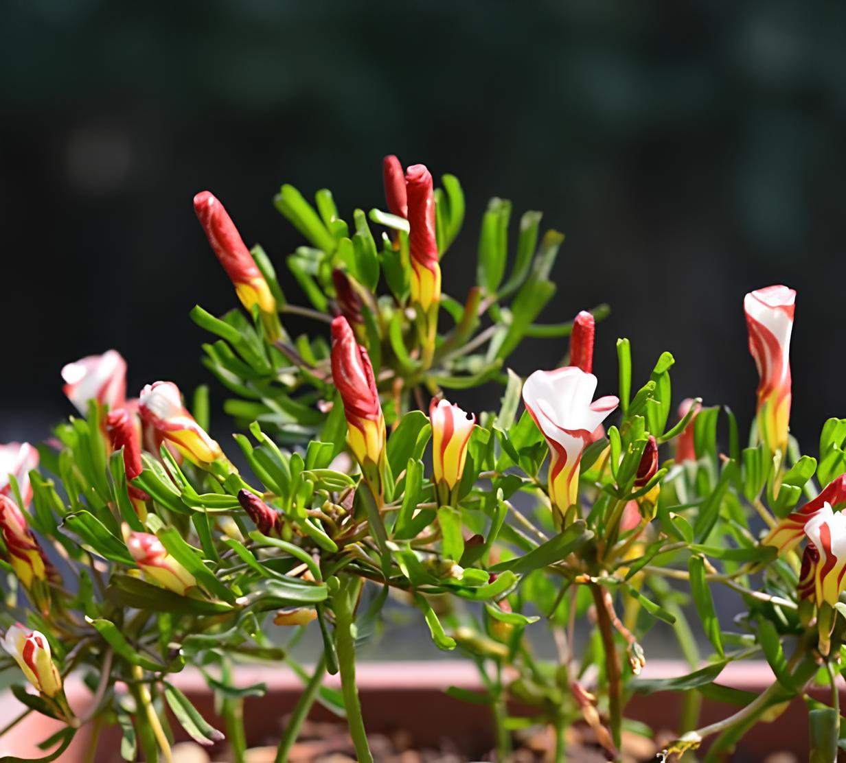 200 Seeds Exotic Rainbow Oxalis Wood Sorrel Flower Fresh Seeds