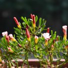 200 Seeds Exotic Rainbow Oxalis Wood Sorrel Flower Fresh Seeds