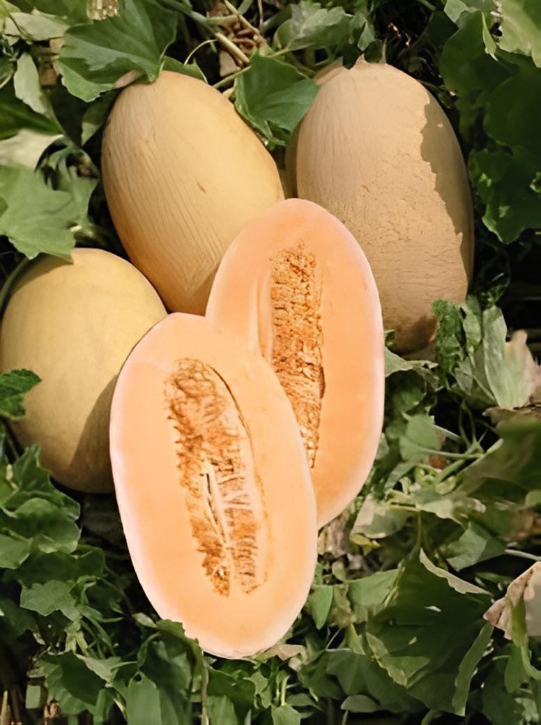 140 Seeds Sweet Melon Orange Inside Green Skin Organic Fruit Fresh Seeds