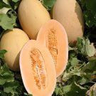 140 Seeds Sweet Melon Orange Inside Green Skin Organic Fruit Fresh Seeds