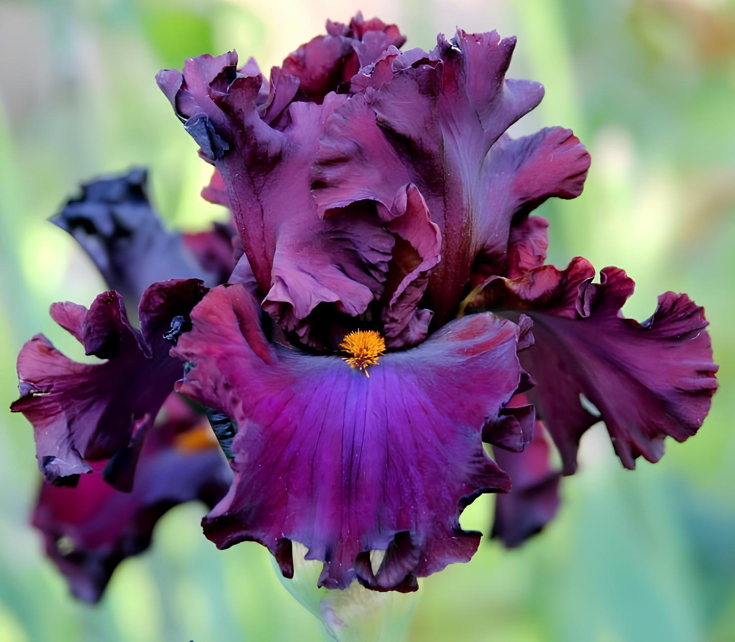 100 Seeds Iris Plantas Blackish Purple Double Flowers Fresh Seeds