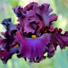 100 Seeds Iris Plantas Blackish Purple Double Flowers Fresh Seeds