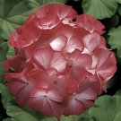 20 Seeds Geranium 'Scarlet Star' Perennial Flower Fresh Seeds