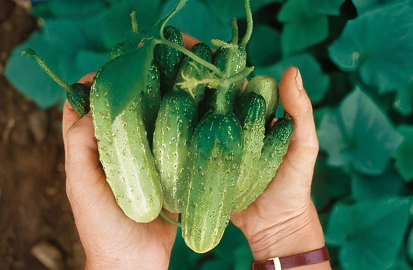 100 Seeds Heirloom Autumn Spiny Little Cucumber Fresh Seeds