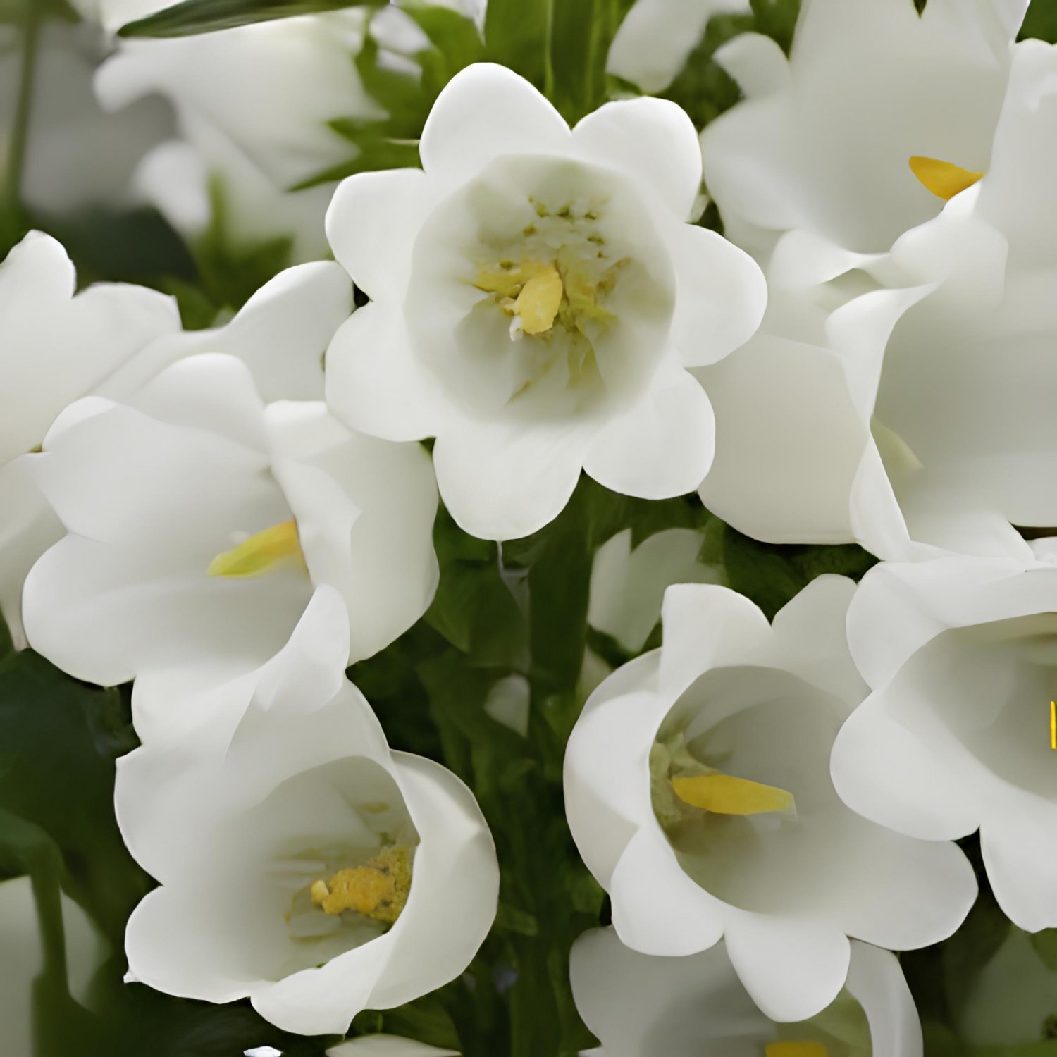 100 Seeds Campanula Rare White Bellflower Fresh Seeds