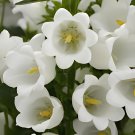 100 Seeds Campanula Rare White Bellflower Fresh Seeds