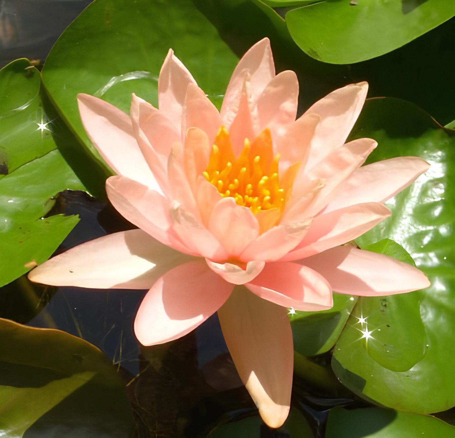 2 Seeds Nymphaea Eldorado Asian Orange Water Lily Pad Flower Pond Fresh Seeds