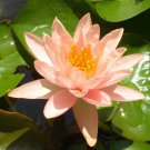 2 Seeds Nymphaea Eldorado Asian Orange Water Lily Pad Flower Pond Fresh Seeds