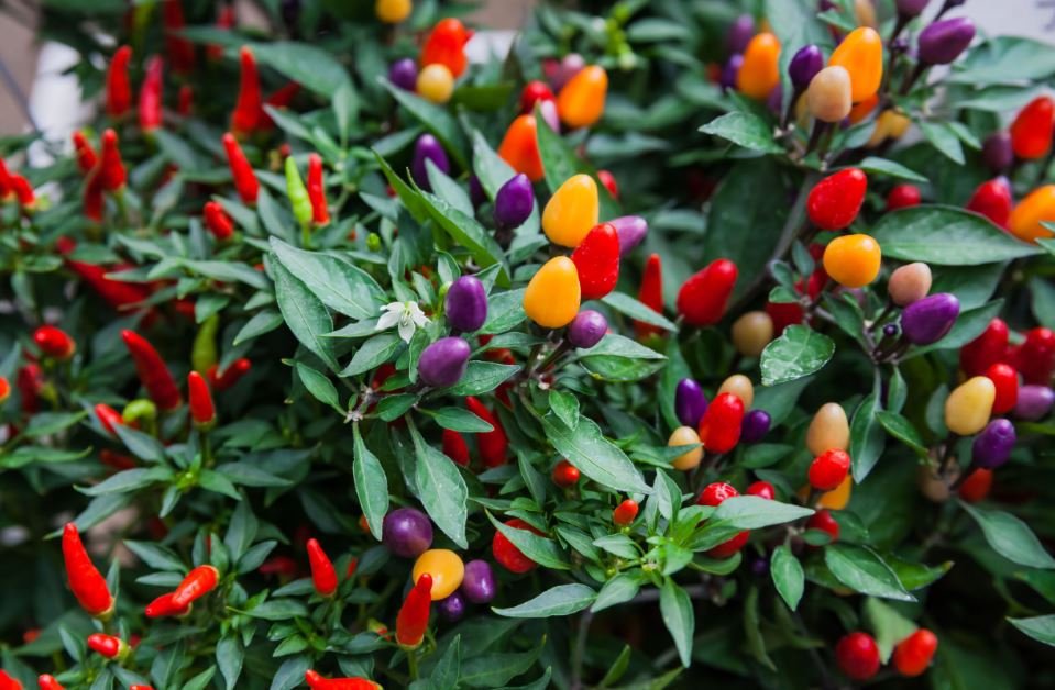 40 Seeds Colorful Ornamental Pepper ''Mini Bubble Rainbow'' Garden Fresh Seeds