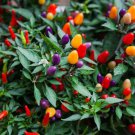 40 Seeds Colorful Ornamental Pepper ''Mini Bubble Rainbow'' Garden Fresh Seeds