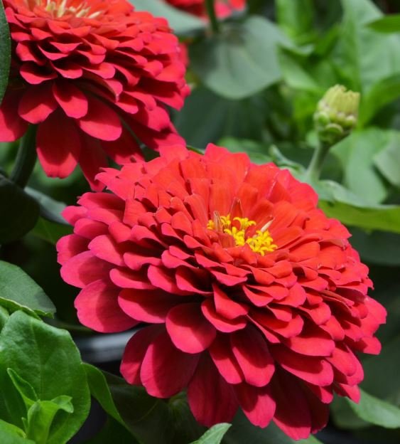 100 Seeds Red Zinnia Elegans Common Zinnia Youth-and-Old-Age Fresh Seeds