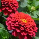 100 Seeds Red Zinnia Elegans Common Zinnia Youth-and-Old-Age Fresh Seeds