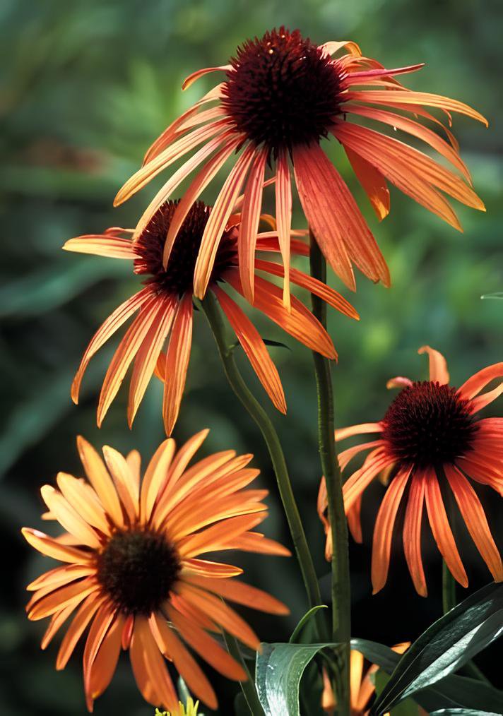 400 Seeds Orange Meadowbrite Echinacea Perennial Coneflower Fresh Seeds