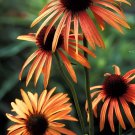 400 Seeds Orange Meadowbrite Echinacea Perennial Coneflower Fresh Seeds