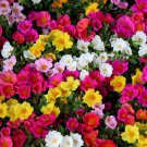 100 Seeds Mix Portulaca Grandiflora Moss Rose Flower Seeds Fresh Seeds