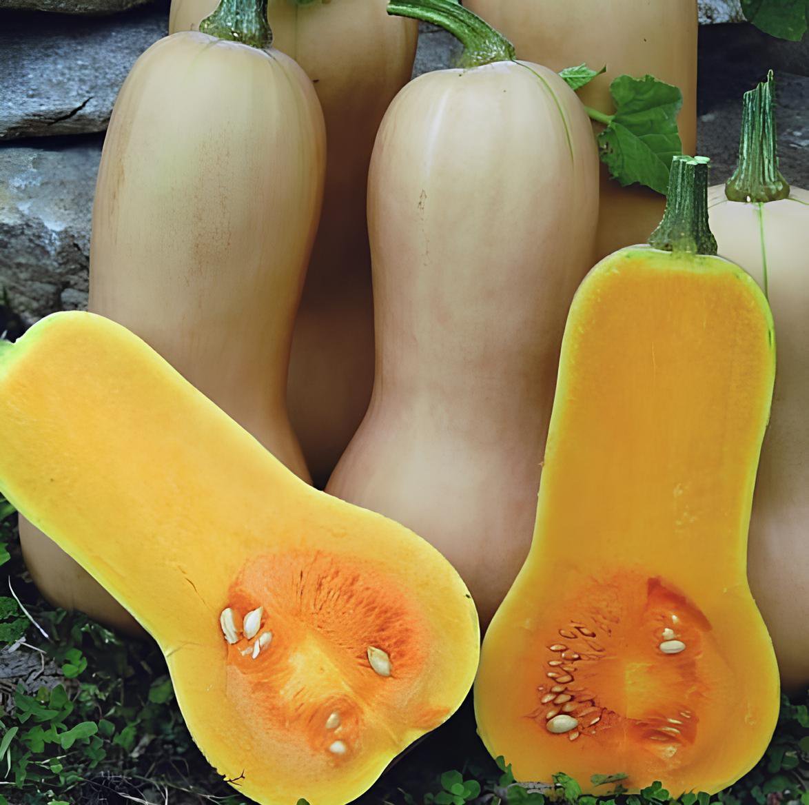 12 Seeds Heirloom Light Yellow Long Sweet Cream Pumpkin Vegetable Organic Fresh Seeds