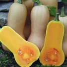 12 Seeds Heirloom Light Yellow Long Sweet Cream Pumpkin Vegetable Organic Fresh Seeds